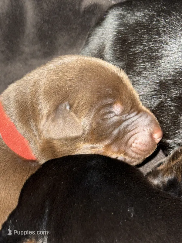 Boba (Red collar) – Doberman Pinscher puppy for sale in Redfield, AR