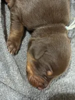 Padme (green collar) AKC, a female Doberman Pinscher for sale in Redfield, AR – 8 of 9