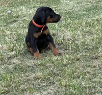 AKC Finn (orange collar) , a male Doberman Pinscher for sale in Redfield, AR – 2 of 9