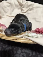 Luke (bright blue collar), a male Doberman Pinscher for sale in Redfield, AR – 1 of 1