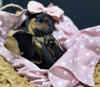   AKC Rose (pink collar), a female Doberman Pinscher for sale in Redfield, AR – 7 of 10