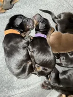 Finn (Orange collar), a male Doberman Pinscher for sale in Redfield, AR – 2 of 3