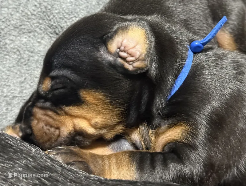 Jango (blue collar) AKC – Doberman Pinscher puppy for sale in Redfield, AR