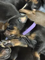 Leia (purple  collar) AKC, a female Doberman Pinscher for sale in Redfield, AR – 8 of 9