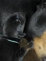 Luke (baby blue collar) AKC, a male Doberman Pinscher for sale in Redfield, AR – 8 of 12