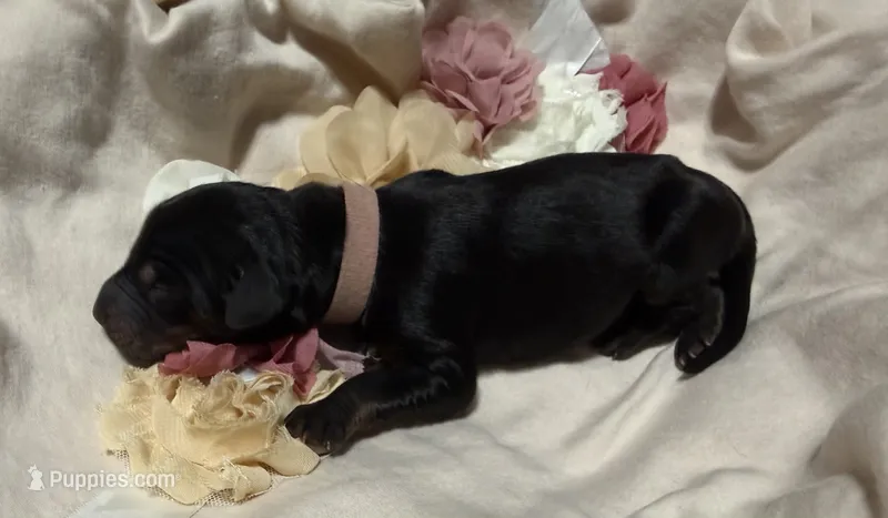 Rose  (Pink collar) – Doberman Pinscher puppy for sale in Redfield, AR