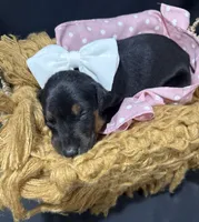 AKC Cara (white collar) , a female Doberman Pinscher for sale in Redfield, AR – 2 of 9