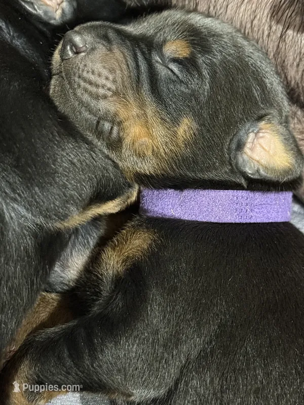 Leia (purple  collar) AKC – Doberman Pinscher puppy for sale in Redfield, AR