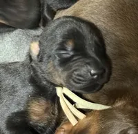Rose (white collar) AKC, a female Doberman Pinscher for sale in Redfield, AR – 4 of 18
