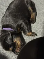 Soka (purple  collar) AKC, a female Doberman Pinscher for sale in Redfield, AR – 7 of 14