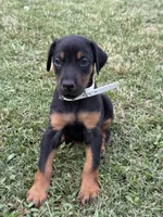 AKC Cara (white collar) , a female Doberman Pinscher for sale in Redfield, AR – 6 of 9