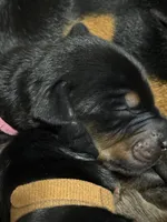 Rose (pink collar) AKC, a female Doberman Pinscher for sale in Redfield, AR – 7 of 14