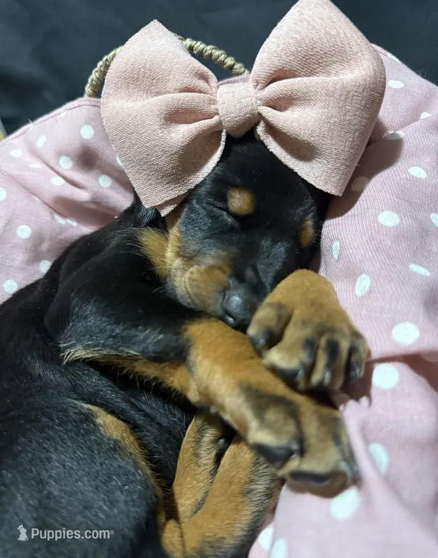   AKC Rose (pink collar) – Doberman Pinscher puppy for sale in Redfield, AR