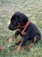 AKC Finn (orange collar) , a male Doberman Pinscher for sale in Redfield, AR – 1 of 9