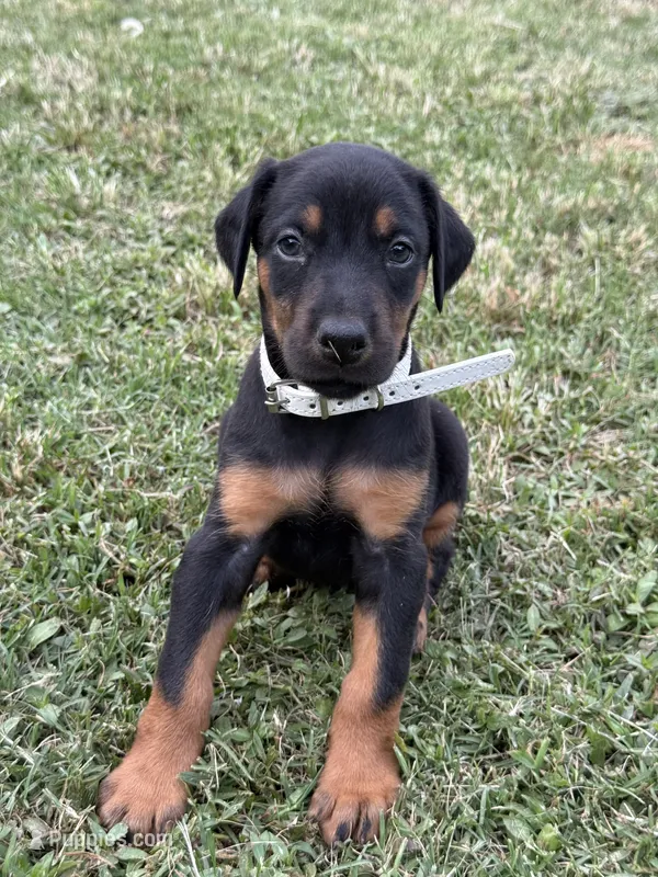 AKC Cara (white collar)  – Doberman Pinscher puppy for sale in Redfield, AR