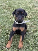 AKC Cara (white collar) , a female Doberman Pinscher for sale in Redfield, AR – 1 of 9