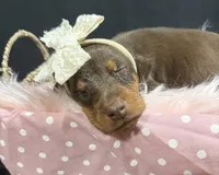 AKC Padme (green collar) , a female Doberman Pinscher for sale in Redfield, AR – 9 of 9