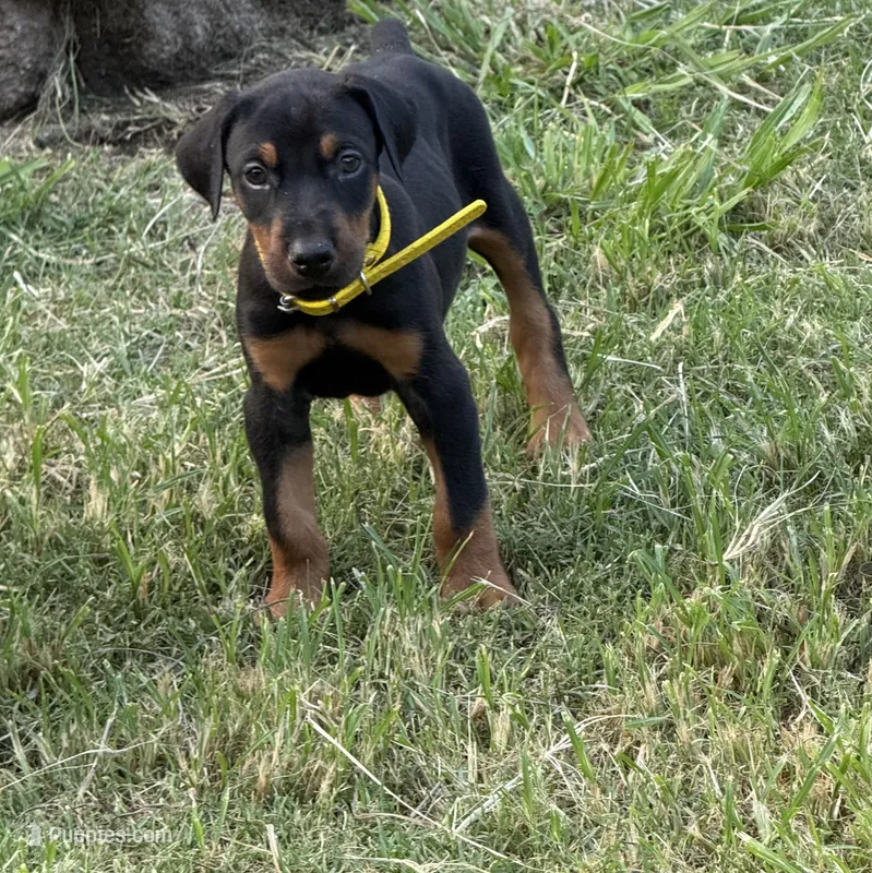 AKC Poe (yellow collar) – Doberman Pinscher puppy for sale in Redfield, AR