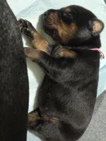   Leia (pink collar) AKC, a female Doberman Pinscher for sale in Redfield, AR – 14 of 19