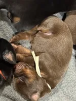 Padme (green collar) AKC, a female Doberman Pinscher for sale in Redfield, AR – 3 of 9