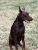   Leia (pink collar) AKC, a female Doberman Pinscher for sale in Redfield, AR – 15 of 19