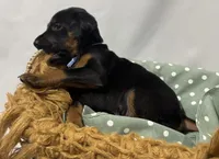 AKC Luke (baby blue collar) , a male Doberman Pinscher for sale in Redfield, AR – 9 of 10