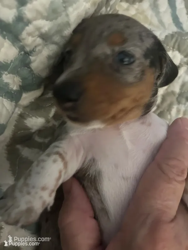 Reba – Miniature Dachshund puppy for sale in Monticello, MN