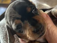 Candy, a female Miniature Dachshund for sale in Monticello, MN – Photo 1 of 10