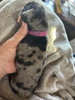 Candy, a female Miniature Dachshund for sale in Monticello, MN – Photo 7 of 10