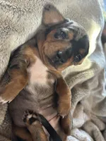 Candy, a female Miniature Dachshund for sale in Monticello, MN – Photo 6 of 10