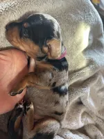 Candy, a female Miniature Dachshund for sale in Monticello, MN – Photo 9 of 10