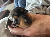 Candy, a female Miniature Dachshund for sale in Monticello, MN – Photo 4 of 10