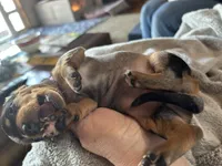 Candy, a female Miniature Dachshund for sale in Monticello, MN – Photo 5 of 10