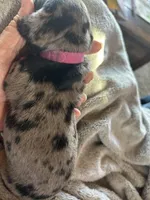 Candy, a female Miniature Dachshund for sale in Monticello, MN – Photo 8 of 10