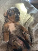 Candy, a female Miniature Dachshund for sale in Monticello, MN – Photo 10 of 10