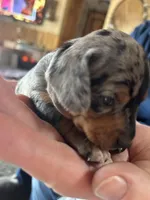 Candy, a female Miniature Dachshund for sale in Monticello, MN – Photo 2 of 10