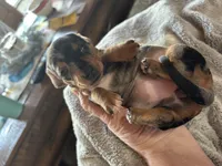 Candy, a female Miniature Dachshund for sale in Monticello, MN – Photo 3 of 10