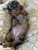 Patsy, a female Miniature Dachshund for sale in Monticello, MN – 3 of 3