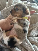 Evie, a female Miniature Dachshund for sale in Monticello, MN – Photo 6 of 7