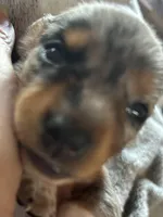 Evie, a female Miniature Dachshund for sale in Monticello, MN – Photo 3 of 7