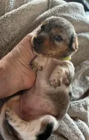 Evie, a female Miniature Dachshund for sale in Monticello, MN – Photo 2 of 7