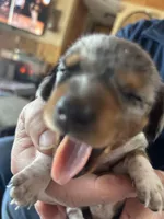 Evie, a female Miniature Dachshund for sale in Monticello, MN – Photo 5 of 7