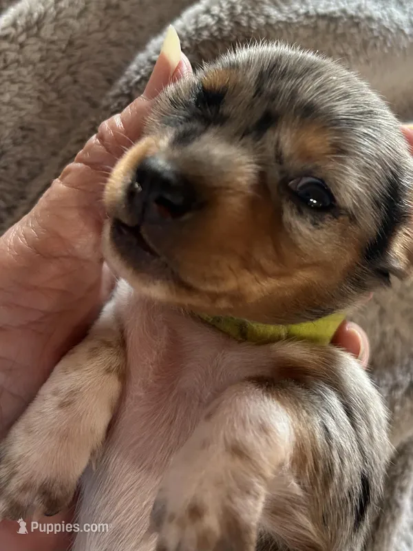 Evie – Miniature Dachshund puppy for sale in Monticello, MN