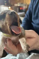 Evie, a female Miniature Dachshund for sale in Monticello, MN – Photo 4 of 7