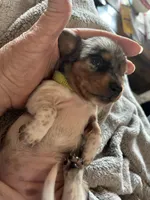 Evie, a female Miniature Dachshund for sale in Monticello, MN – Photo 7 of 7