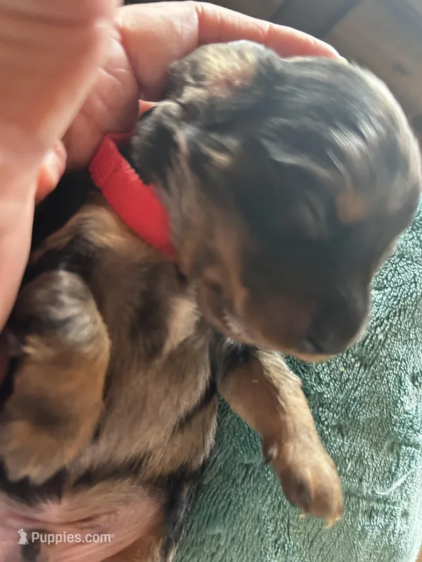 Bozo – Miniature Dachshund puppy for sale in Monticello, MN
