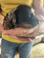 Bozo, a male Miniature Dachshund for sale in Monticello, MN – Photo 3 of 6