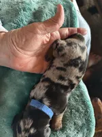 Abraham, a male Miniature Dachshund for sale in Monticello, MN – Photo 7 of 9