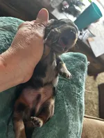 Bozo, a male Miniature Dachshund for sale in Monticello, MN – Photo 4 of 6
