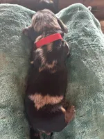 Bozo, a male Miniature Dachshund for sale in Monticello, MN – Photo 5 of 6